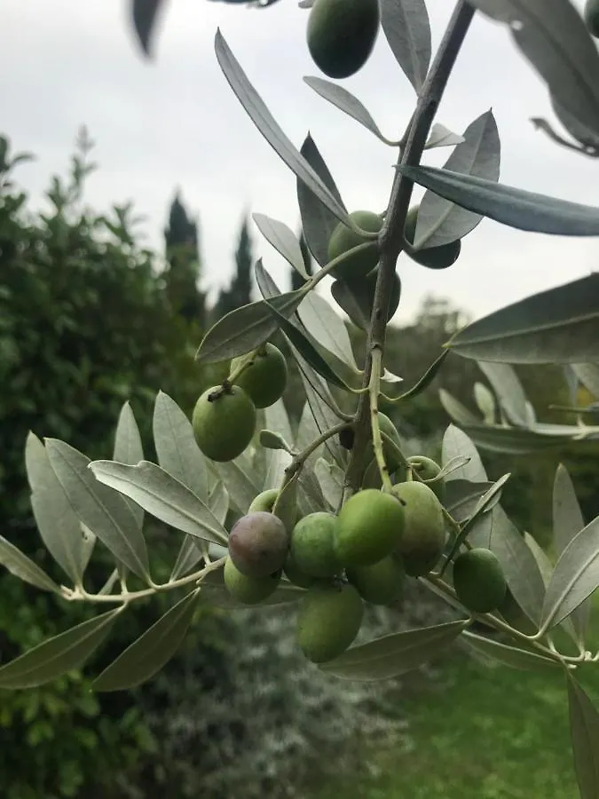 B&B Il Pettirosso Di Siena Italy