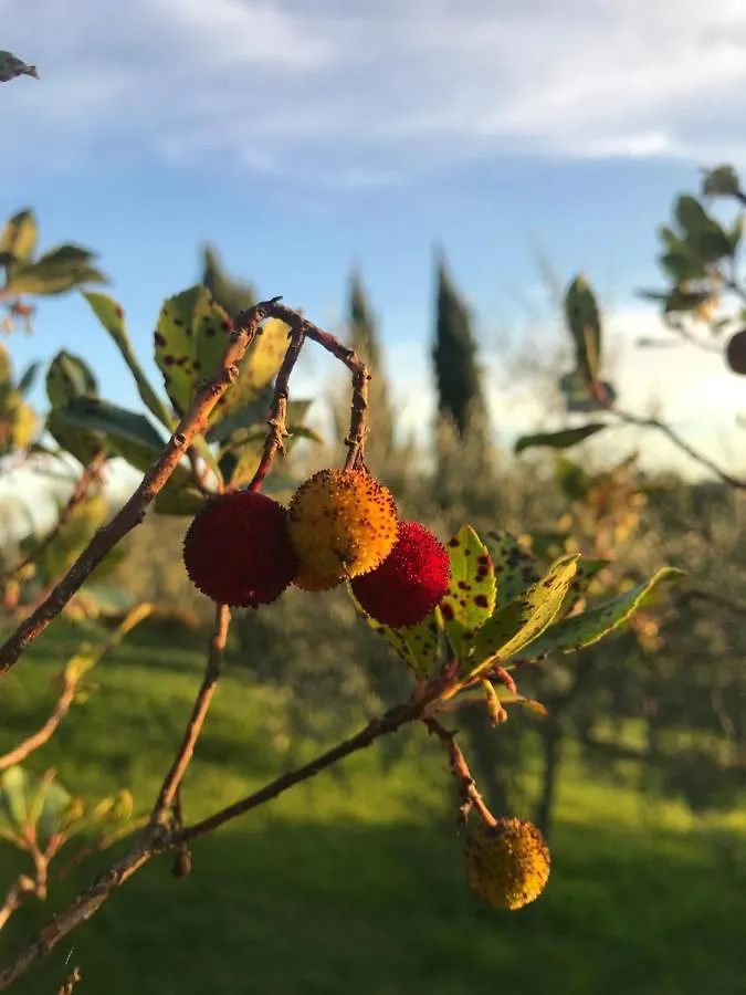 B&B Il Pettirosso Di סיינה 0*,  איטליה